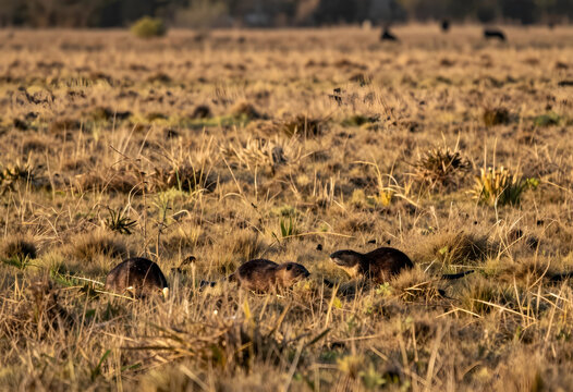 Biodiversity and wildlife conservation, group of nutria foraging in dry grassland habitat during golden hour, wetland ecosystem and nature photography