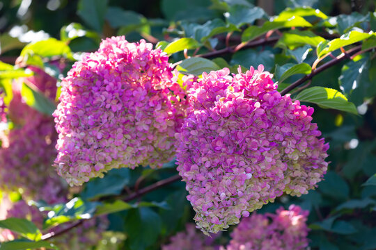 Beautiful Hydrangea paniculata "Vanille Fraise", bouquet hydrangea flowers in the summer home garden, floral wallpaper, background for design