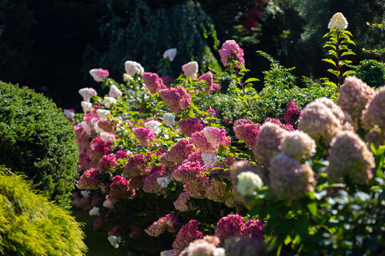 Beautiful Hydrangea paniculata "Vanille Fraise", bouquet hydrangea flowers in the summer home garden, floral wallpaper, background for design