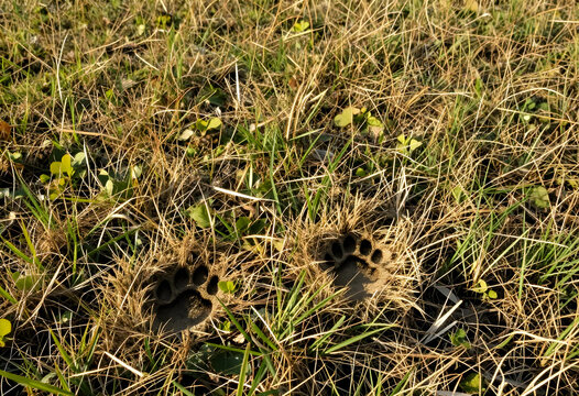 Wildlife conservation and animal tracking bear paw prints in dry grass wilderness exploration and nature research predator presence in the forest