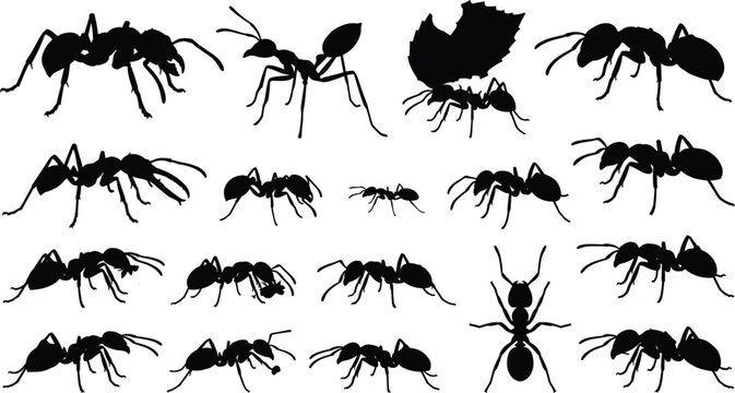 Ant silhouette vector set featuring leafcutter ants crawling worker insects and colony pests isolated on white background