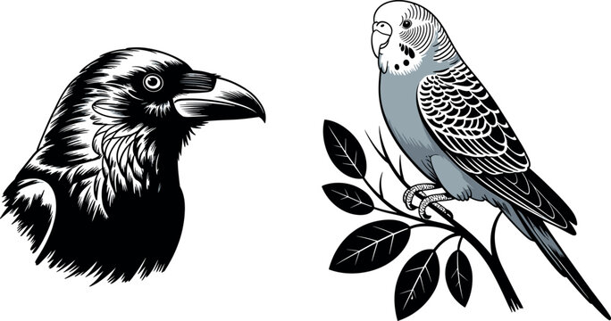 Black raven head portrait and budgerigar parrot perched on leafy branch vector illustration set isolated on white background