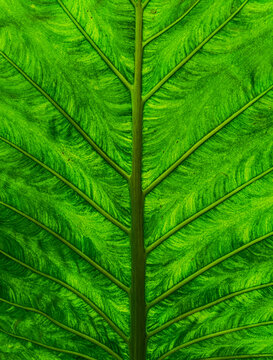 Macro closeup of a vibrant green tropical leaf showing intricate vein patterns and natural organic texture