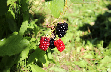 Ripening black and red blackberries on a bush in a garden on a sunny summer day – horizontal photo, close-up © Iuliia Koroleva