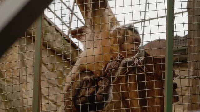 Capuchin monkeys at the zoo explore their space and interact with each other. They climb and swing on their habitat structures while people observe.