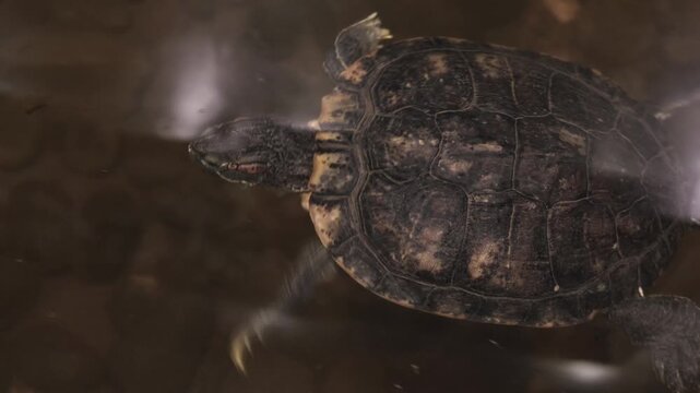 A pet Red Eared Slider turtle navigates through the waters of a pond, its distinctly patterned shell visible just beneath the surface