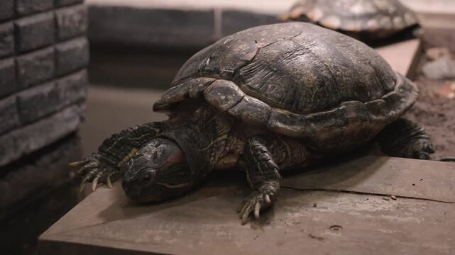 Close up Red Eared Slider turtle rests calmly on a dusty wooden platform