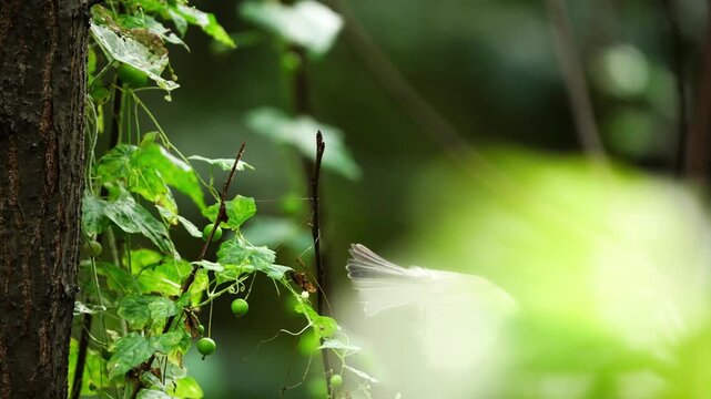 Marsh Tit Perched on Branch Taking Off Backward in Slow Motion 4K