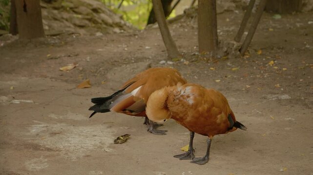 Two red shelducks are exploring their enclosure at the zoo. They are looking for food on the ground while enjoying the warm afternoon.