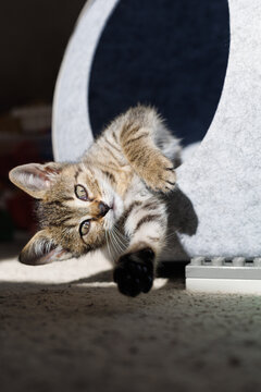 abby domestic kitten lies on its side in sunlight with paws stretched toward the camera. Rest and trust express comfort, relaxation and the peaceful bond between a pet and its home.