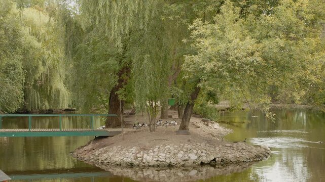 An island at the zoo features various birds. Surrounding trees and water create a habitat for these birds. Watch them interact in their environment.
