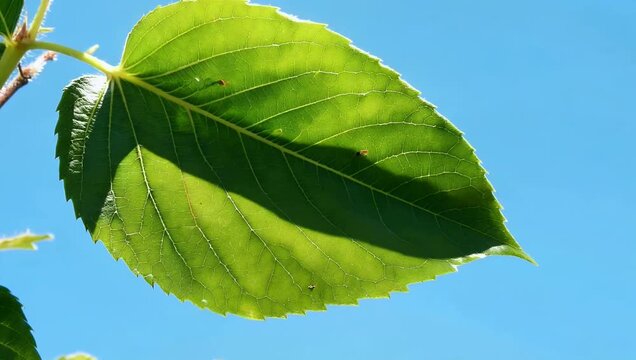 Radiant 4K Ultra HD nature close-up capturing sunlit green tree leaves set against a bright blue sky revealing fine leaf veins and vibrant organic textures suited for eco-friendly