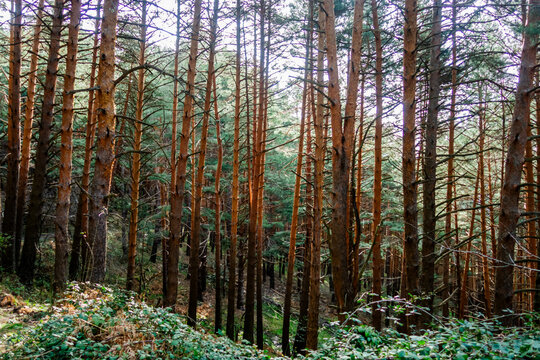 Pine tree forest with dense trunks