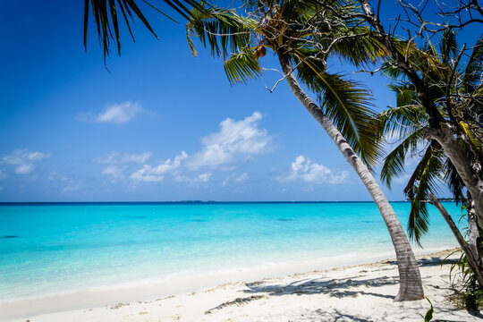 Tropical beach with palms and turquoise ocean water in a beach