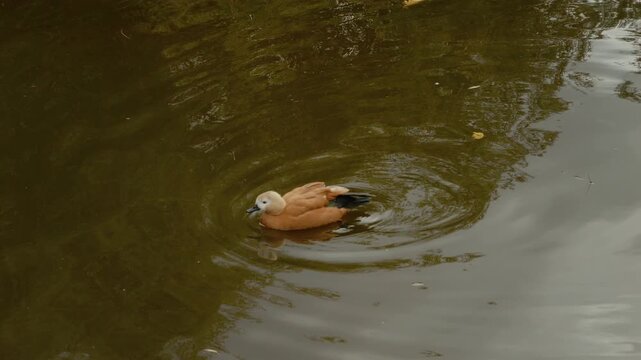 A red shelduck is seen swimming in the water at the zoo. The duck moves around and interacts with the water and the environment around it.