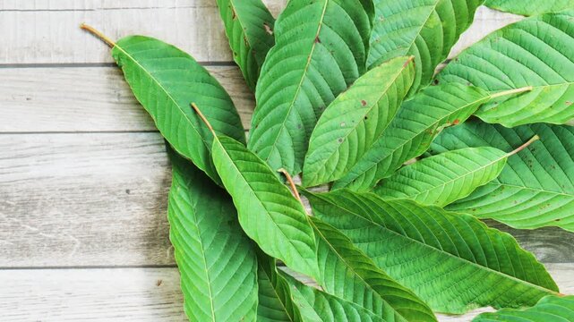 Top view of fresh green kratom leaves on rustic wooden table, video flat lay of tropical herbal plant