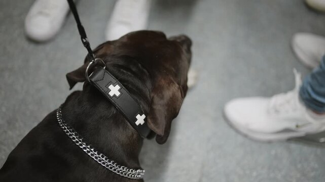 First aid black dog wearing a collar with a cross on it sitting on floor of public transportation train or bus