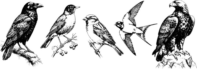 Fototapeta premium Row of bird species perched and flying on white background