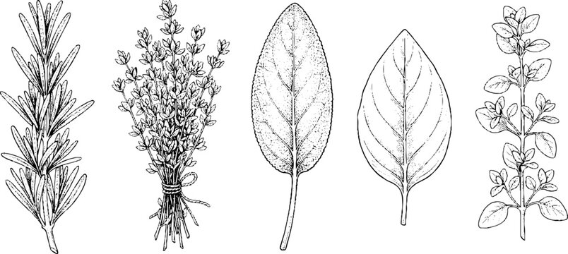 Herb leaf illustrations arranged in row on white background