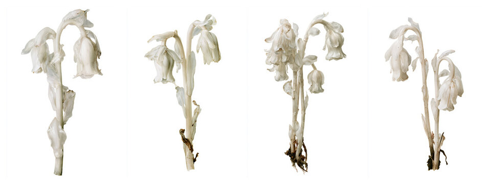 Set of four watercolor botanical illustrations of Ghost Plant Indian Pipe featuring translucent white stem and nodding bell-shaped flower, no green coloring, Halloween gothic botanical