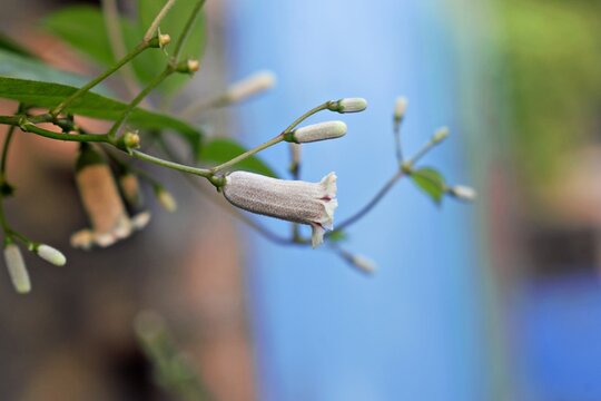 Macro shot of blooming Paederia foetida flower with soft bokeh background