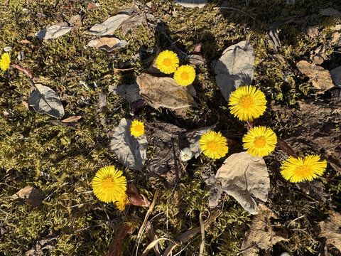 High-angle top view of multiple vibrant yellow coltsfoot flowers scattered across a mossy forest ground with dry leaves and sunlight in spring.