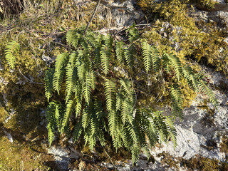 Close-up of lush green fern fronds growing out of old mossy stone and rock wall in a natural forest environment during spring season daylight. © Карiна Дiденко