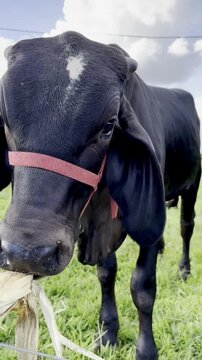 Close-up of a black zebu cow with a red halter on a farm pasture