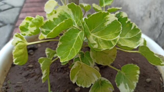 Variegated leaves of Polyscias balfouriana 'Variegata', featuring attractive green foliage with creamy white margins, commonly grown as an ornamental tropical plant.
