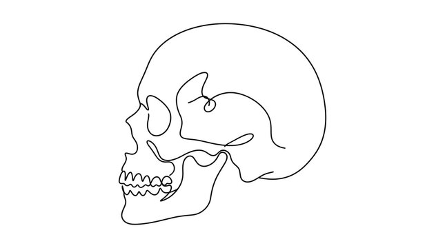 Human Skull Anatomy Side View Line Drawing Showing Cranial Bones and Facial Structure