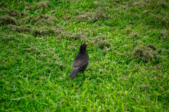 Black bird standing on green grass in Glen Innes during spring in Auckland, New Zealand