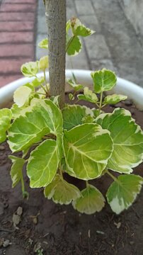 Variegated leaves of Polyscias balfouriana 'Variegata', featuring attractive green foliage with creamy white margins, commonly grown as an ornamental tropical plant.