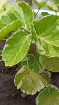 Variegated leaves of Polyscias balfouriana 'Variegata', featuring attractive green foliage with creamy white margins, commonly grown as an ornamental tropical plant.