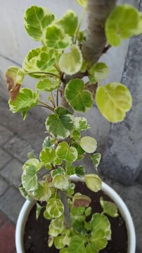 Variegated leaves of Polyscias balfouriana 'Variegata', featuring attractive green foliage with creamy white margins, commonly grown as an ornamental tropical plant.
