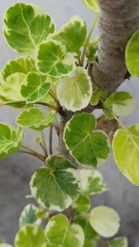 Variegated leaves of Polyscias balfouriana 'Variegata', featuring attractive green foliage with creamy white margins, commonly grown as an ornamental tropical plant.