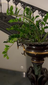 Green zamioculcas plant grows inside a vintage dark metal urn with gold decorations next to an antique cast iron staircase. Classic building interior design, decorative houseplant decor backdrop.