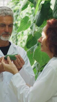 Safety and market compliance checked through teamwork testing processes. Collaborative effort ensures cucumbers meet safety standards and market requirements after thorough testing. vertical video