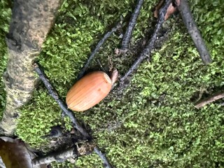 Single acorn resting on green moss in a natural woodland setting © Satoshi Kanzaki