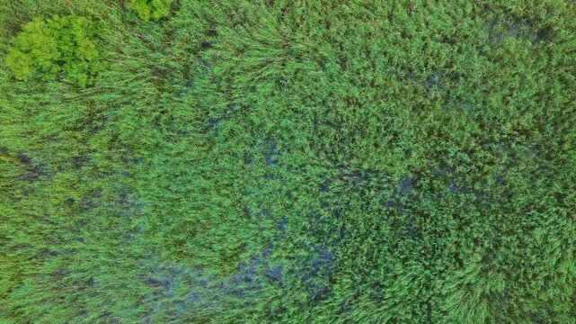 Aerial view from a drone of the reedbeds and marshland landscape in the Santo&ntilde;a, Victoria and Joyel Marshes Natural Park. Cantabria. Spain. Europe