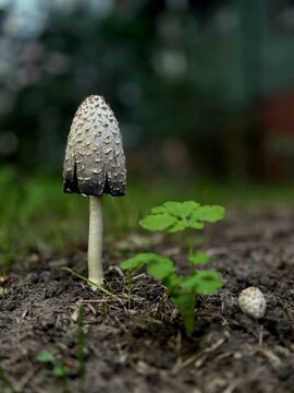 Close up photograph of a shaggy mane mushroom (Coprinus comatus) growing from fertile dark soil alongside a small green sprout. Detailed texture of the scaly white and dark cap of the lawyer's wig mus