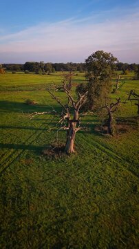 Vertical 9:16 drone cinematic orbit shot around an ancient oak tree in a meadow