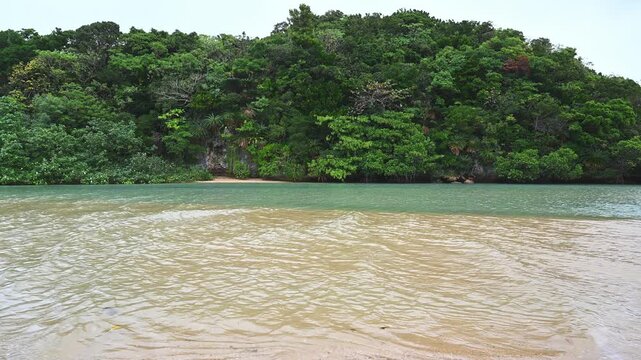 エメラルドグリーンの水辺に自生する石垣島のマングローブ（亜熱帯・大自然）