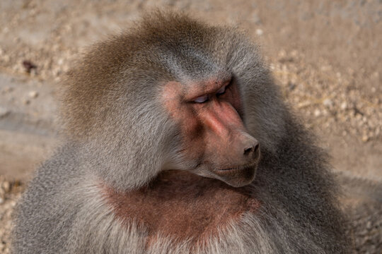 Portrait of baboon