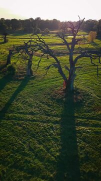 Vertical 9:16 top down drone shot of three ancient oak trees in Rogalin Poland
