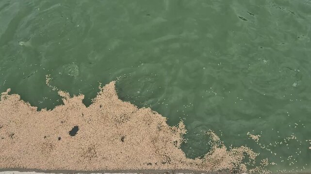 High-angle shot of floating commercial fish feed pellets accumulated on the surface of a green freshwater aquaculture pond. This footage illustrates the daily feeding process and nutritionalfish feed,
