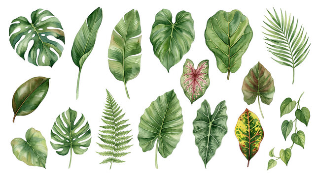 Variety of lush and vibrant tropical and indoor plant leaves highlighting natural green foliage diversity