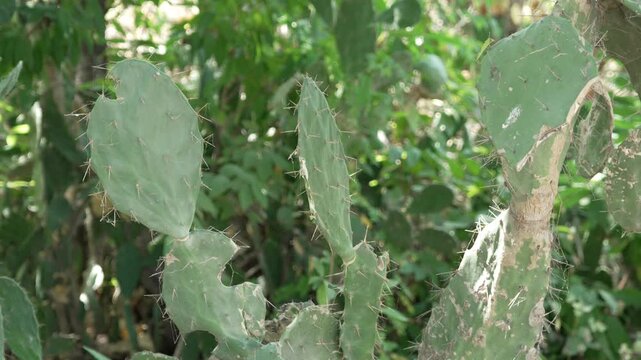 Green prickly pear cactus pads with sharp thorns growing outdoors