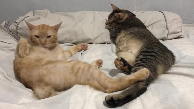 Two domestic cats with American bobtails relaxing together on a soft white bed at home.