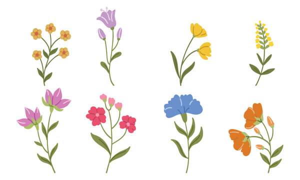 Beautiful hand-drawn botanical and floral elements collection