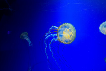 Several jellyfish swimming in deep water with a dark blue background Jellyfish swimming in the water with a deep blue background and soft lighting in an aquarium setting © ir1ska